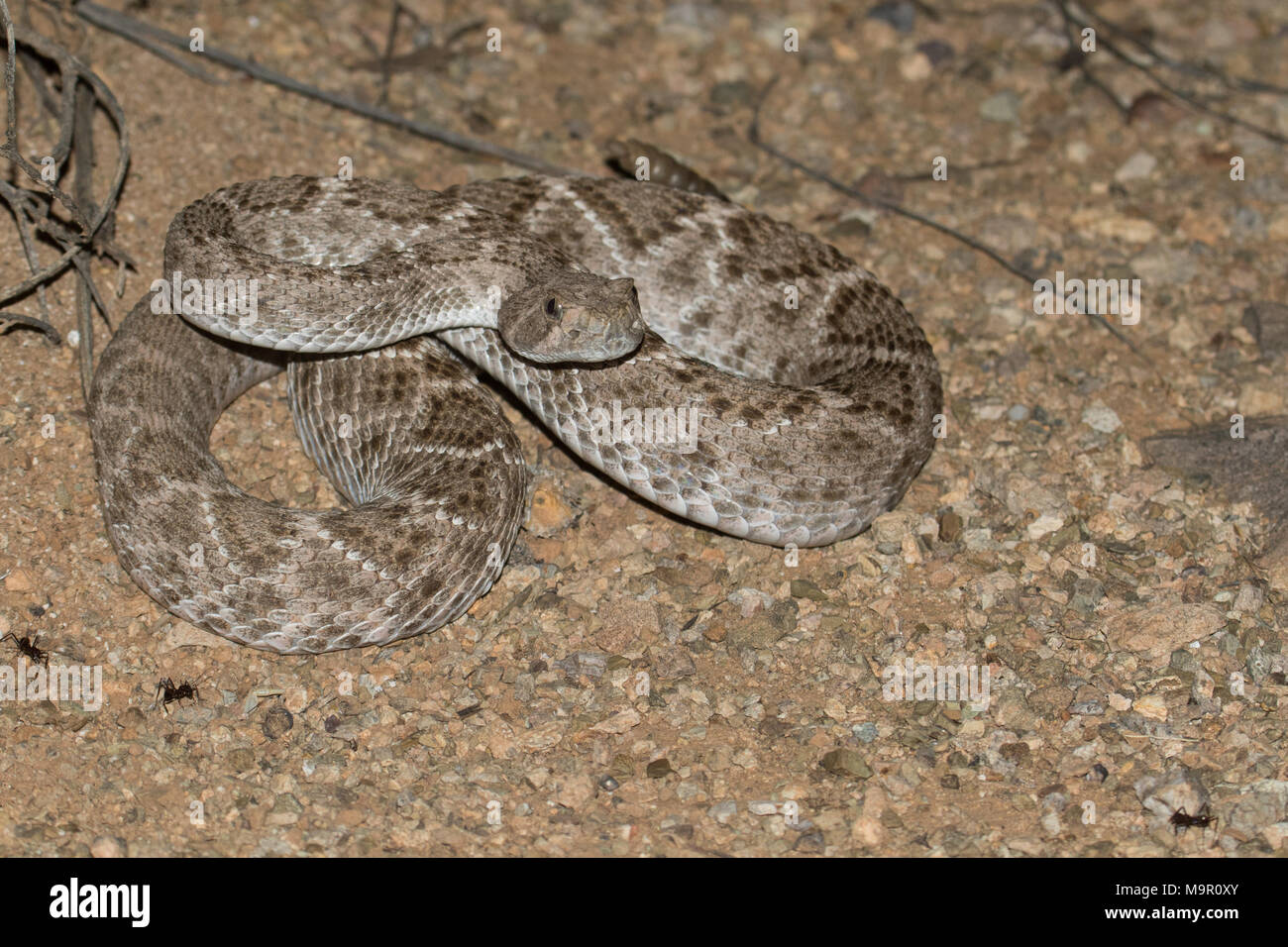 Western diamondback cascabel en postura defensiva. Foto de stock