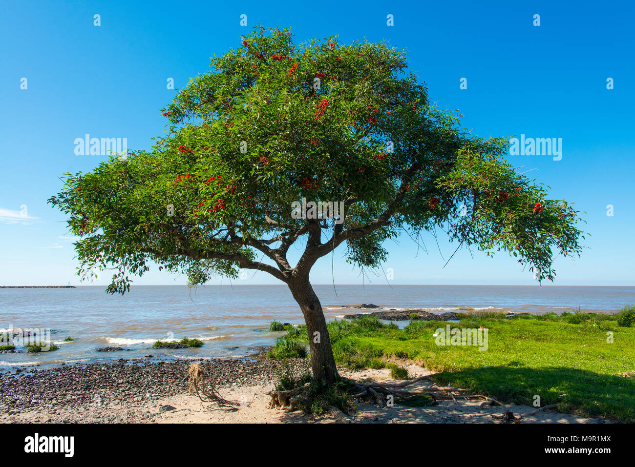 Coral Tree (Erythrina), árbol nacional uruguayo, a orillas del río de la Plata, Colonia del Sacramento, Uruguay Foto de stock