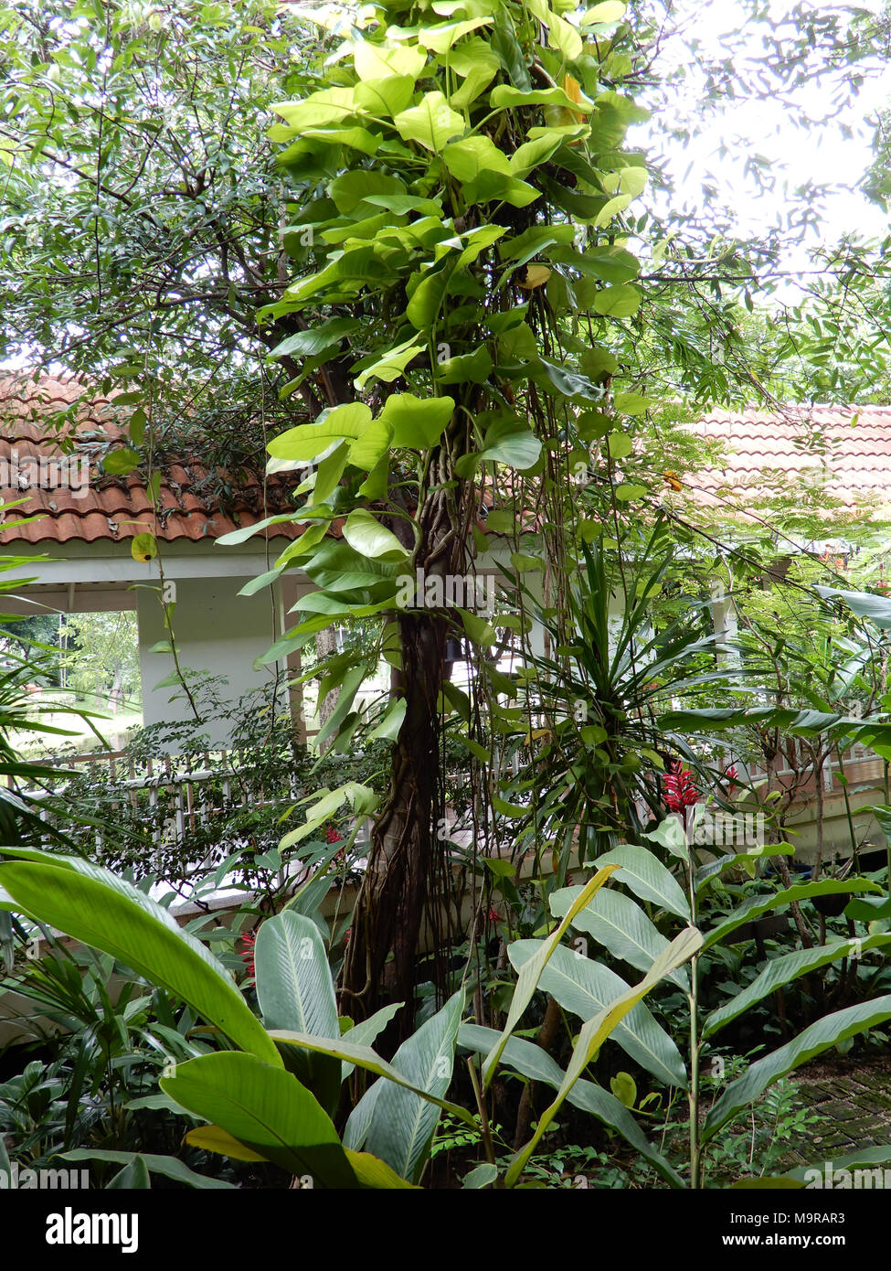 Aferrándose a este árbol y subir aquí, en una zona rural alrededor de Siem Reap, Camboya Foto de stock