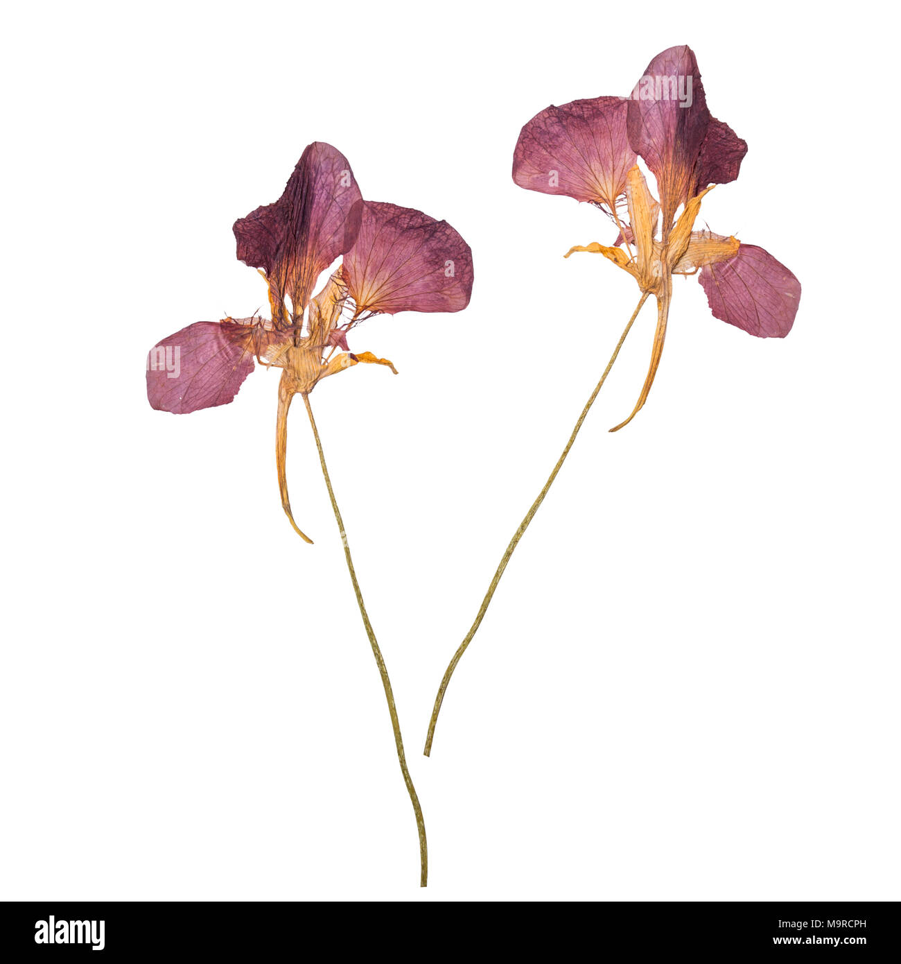 Secadas y prensadas flores de primavera aislado sobre fondo blanco. Herbario de flores silvestres. El anverso y el reverso Fotografía de stock - Alamy Secadas y prensadas flores de primavera aislado sobre fondo blanco. Herbario de flores silvestres. El anverso y el reverso Fotografía de stock - Alamy