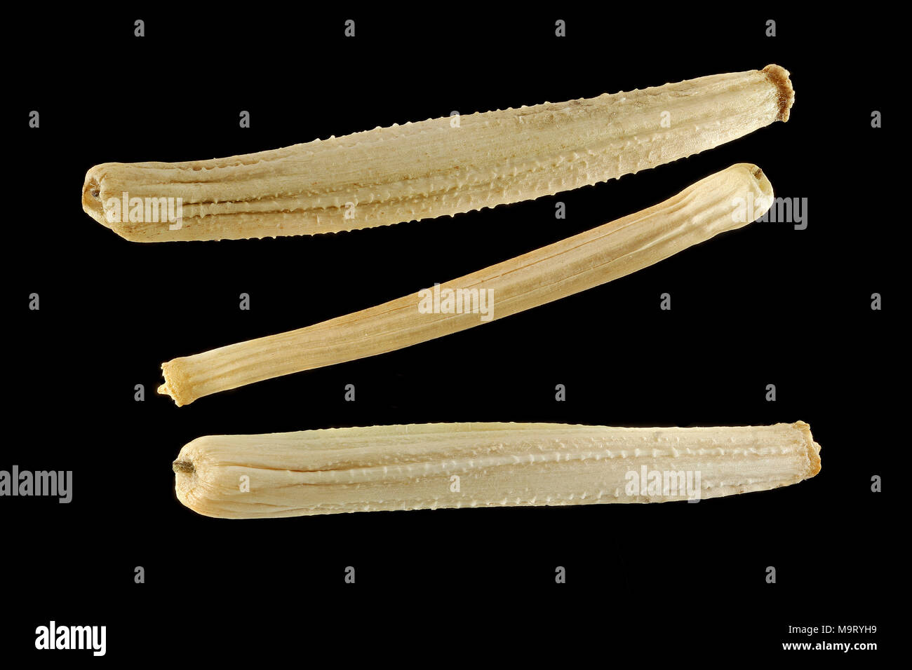 "Scorzonera" hispanica, Negro salsify Schwarzwurzel, semillas, cerca de 15-20 mm de tamaño de semilla Foto de stock