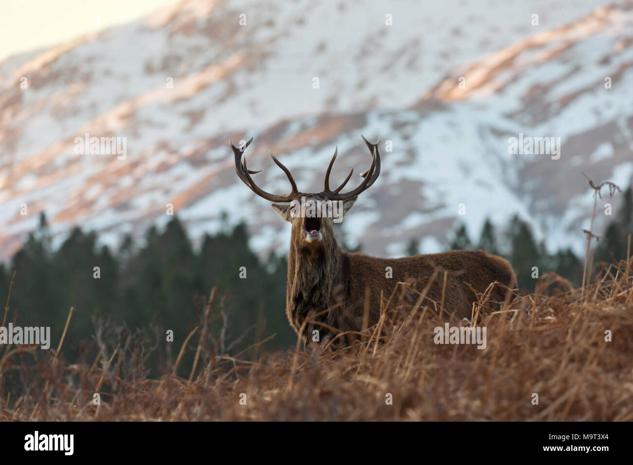 El ciervo rojo / macho de ciervo colorado (Cervus elaphus) berrea en las montañas en el invierno en las Tierras Altas de Escocia, Scotland, Reino Unido Foto de stock