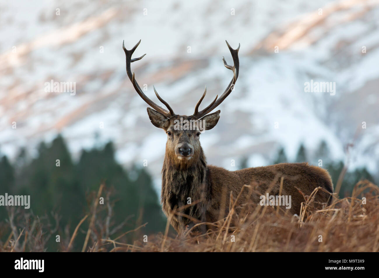 El ciervo rojo / macho de ciervo colorado (Cervus elaphus) en páramos en las montañas en el invierno en las Tierras Altas de Escocia, Scotland, Reino Unido Foto de stock