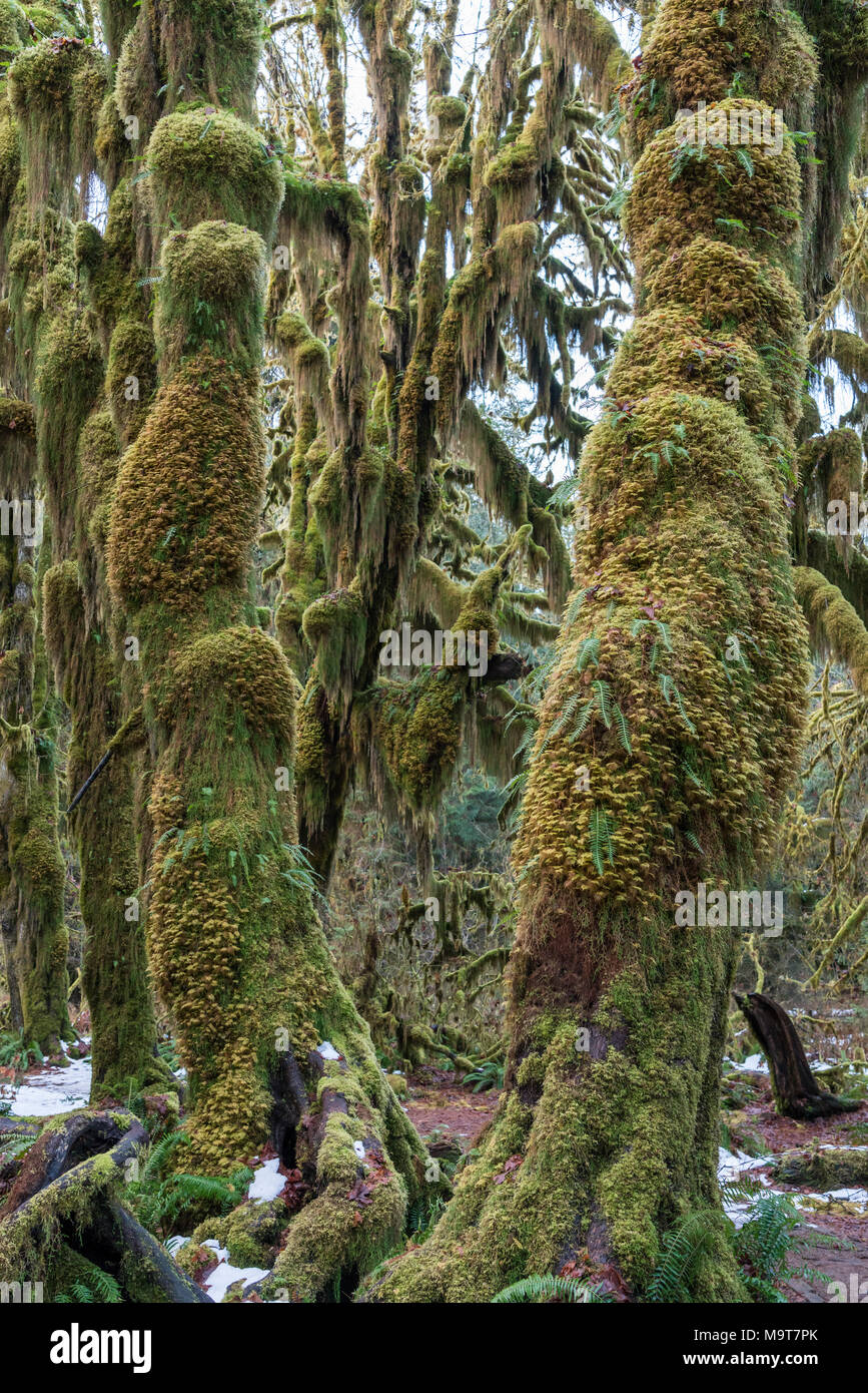 Moss en árboles en el Hoh Rain Forest en el Parque Nacional Olímpico. Hoh Rain Forest en el Parque Nacional Olímpico Foto de stock