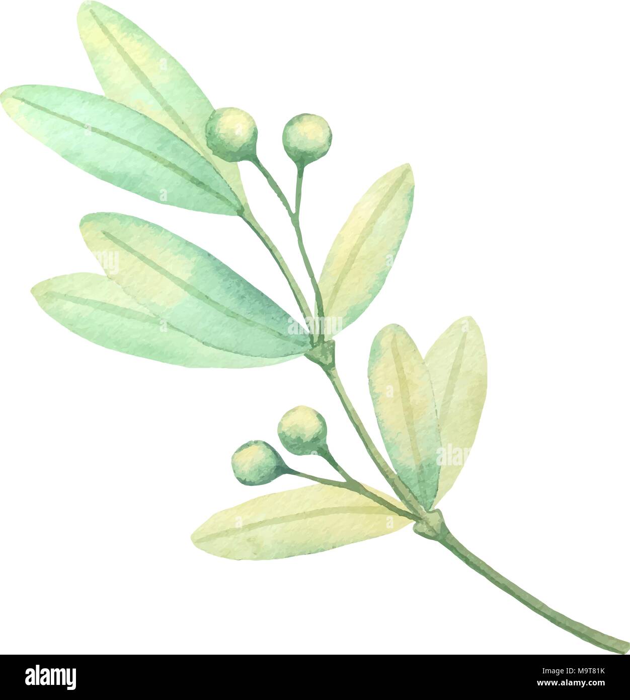 La acuarela aislados de hoja verde decoración vegetal sobre fondo blanco. Ilustración del Vector