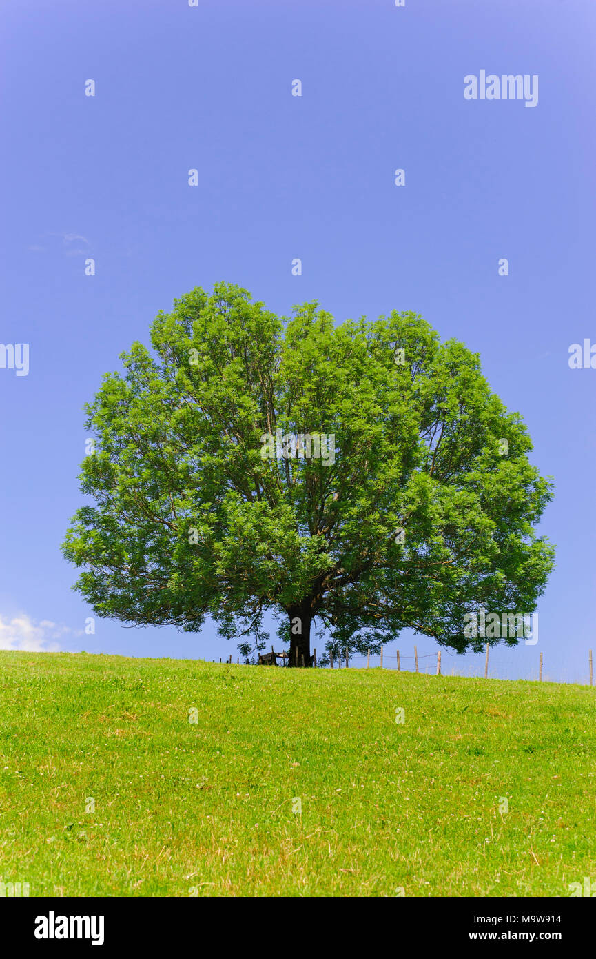 Solo gran árbol de ceniza en el campo con perfecta treetop Foto de stock