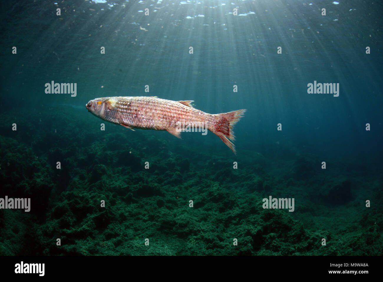 Los peces enfermos en Mencorca subacuática, España Foto de stock