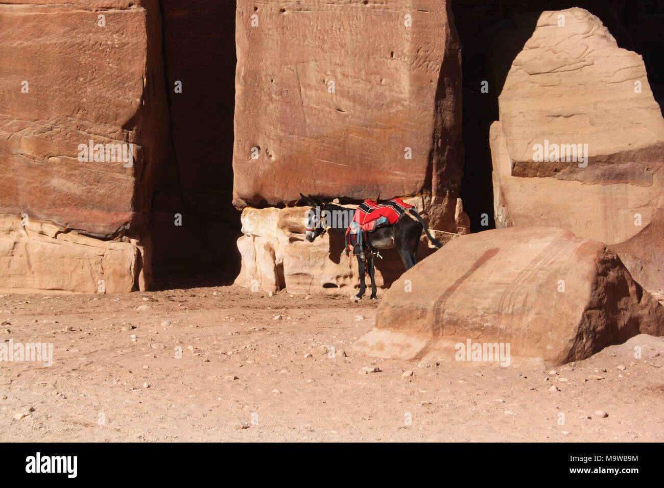 Un burro descansando en una tumba monumental. Las guías de los beduinos locales utilizan burros para el transporte de turistas alrededor del sitio de Petra. Foto de stock