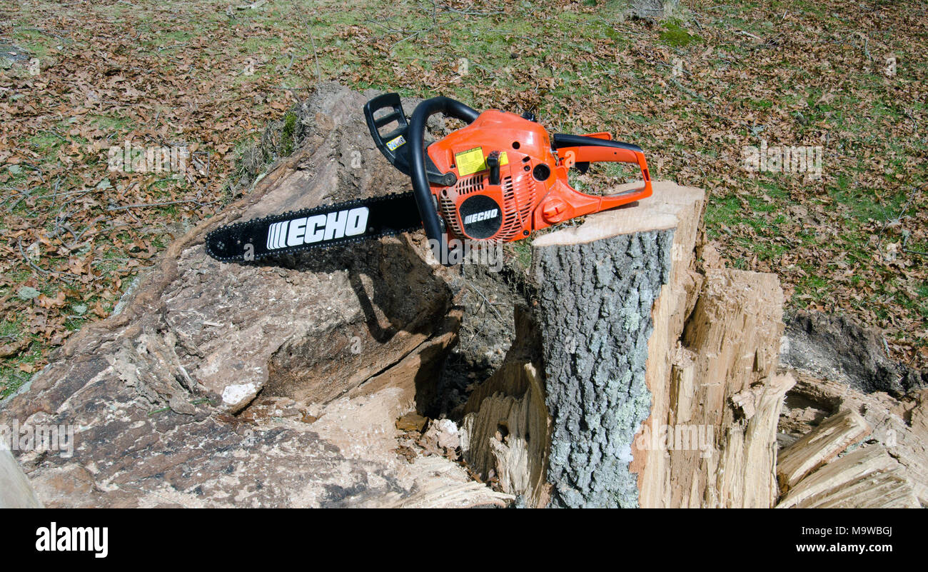 Echo motosierra en roble tocón de tronco de árbol caído derribados se cortan para leña Foto de stock