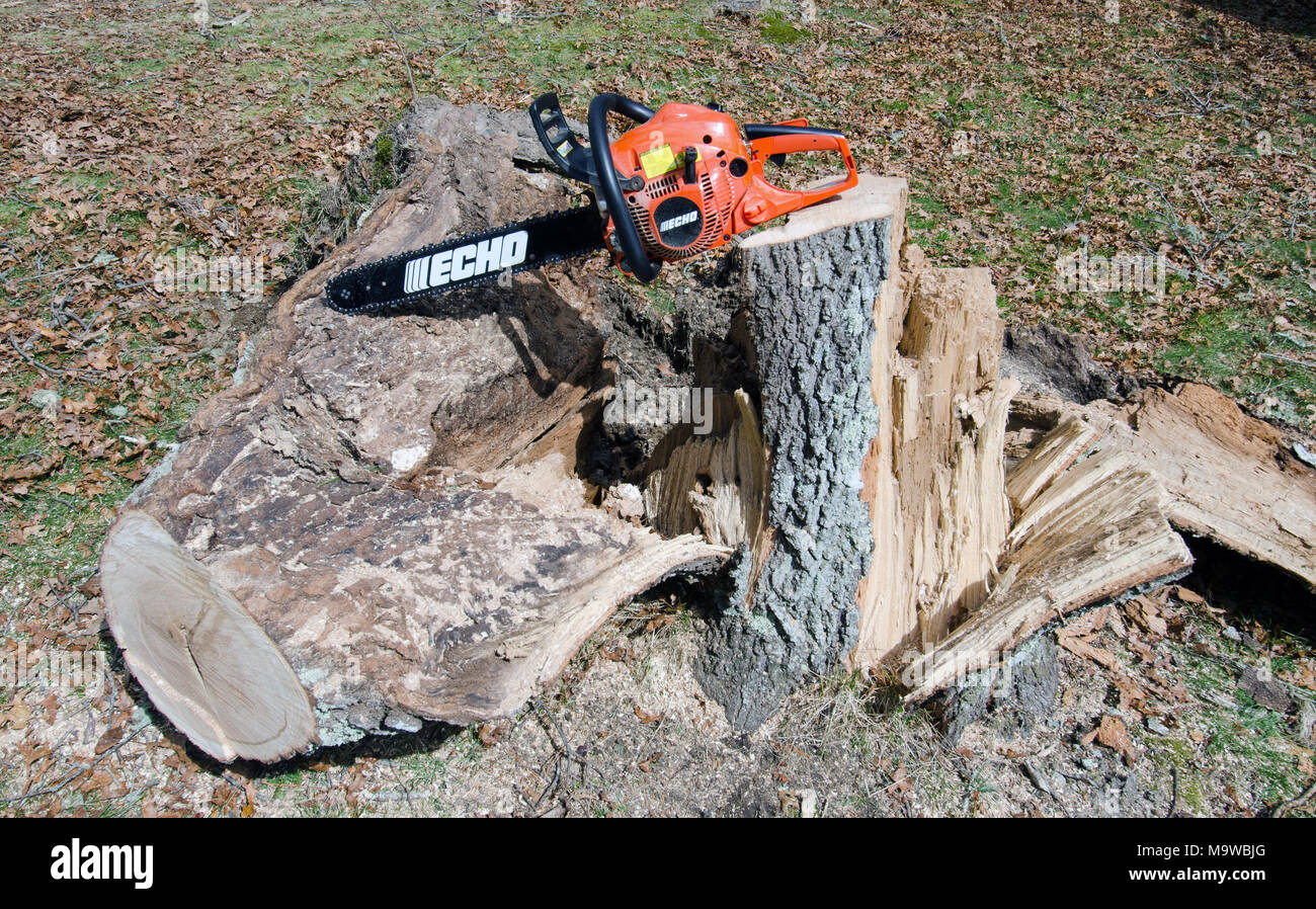 Echo motosierra en roble tocón de tronco de árbol caído derribados se cortan para leña Foto de stock