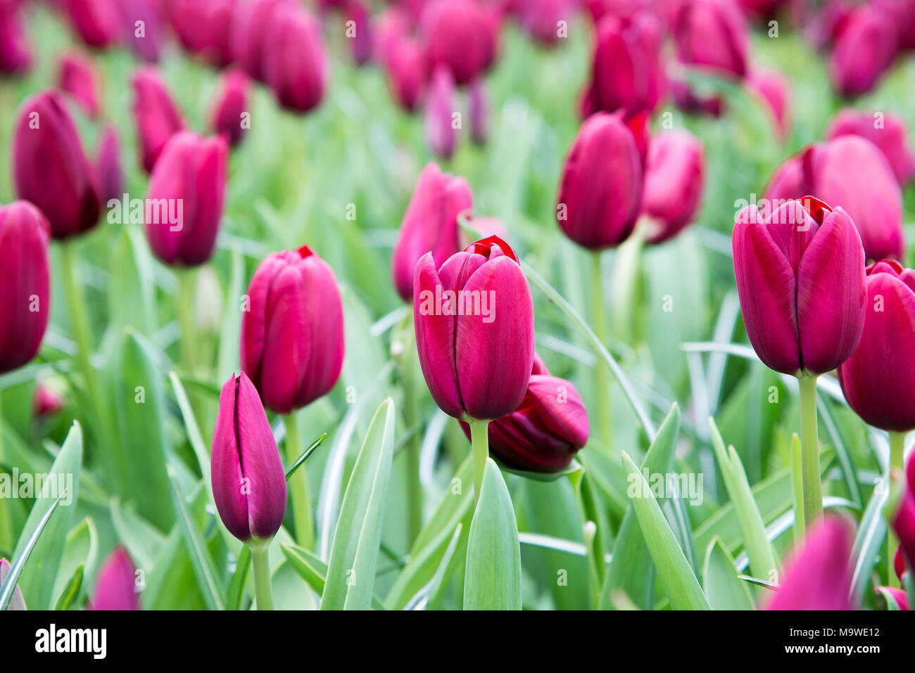 Grupo tulipanes púrpura. Paisaje primaveral. Foto de stock