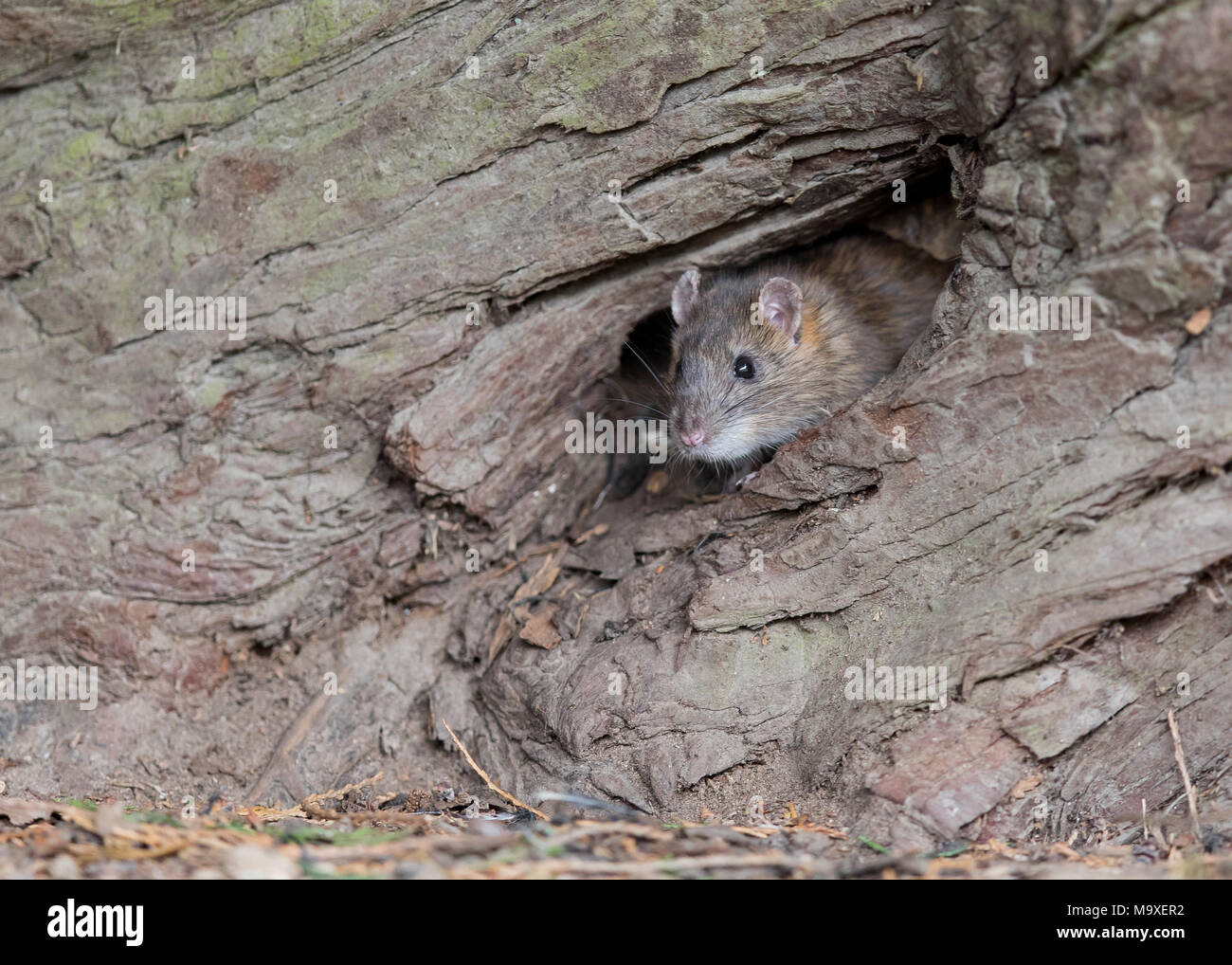 las ratas comen caca de perro en reino unido