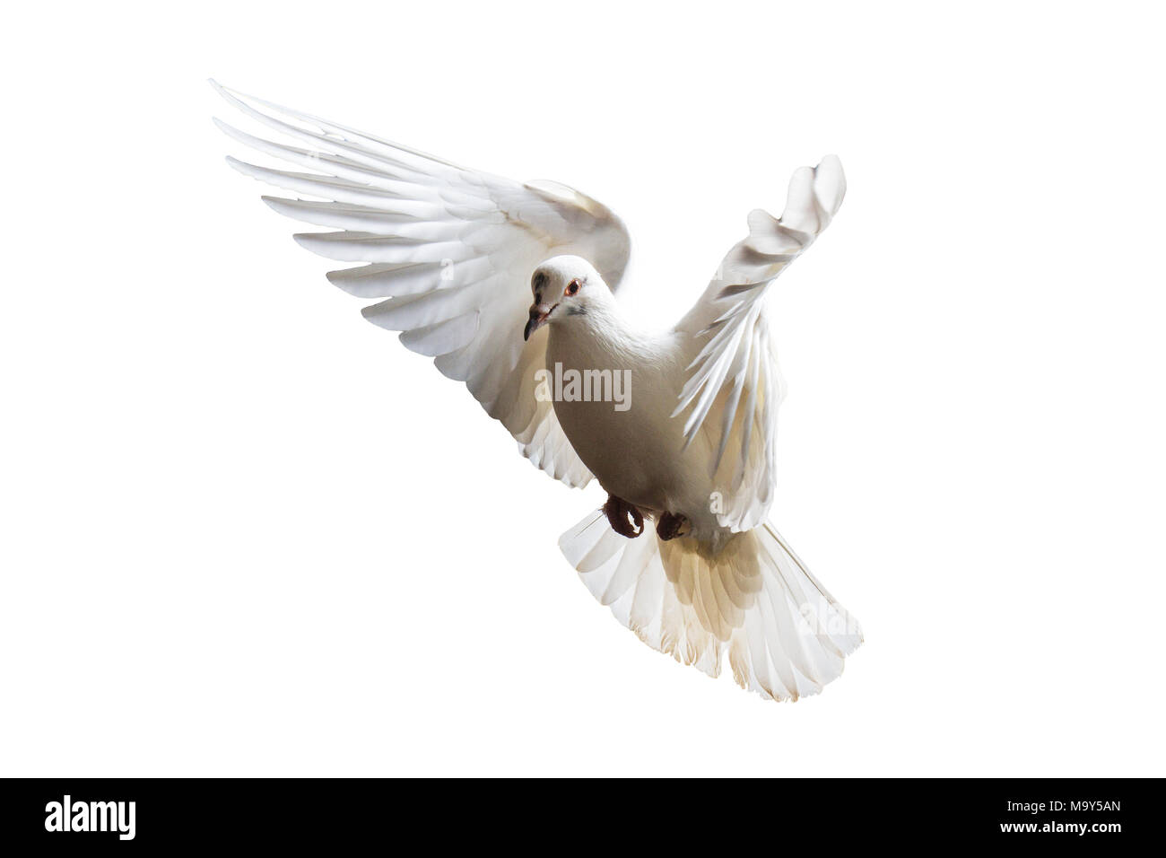 Palomas blancas volando Imágenes recortadas de stock - Alamy