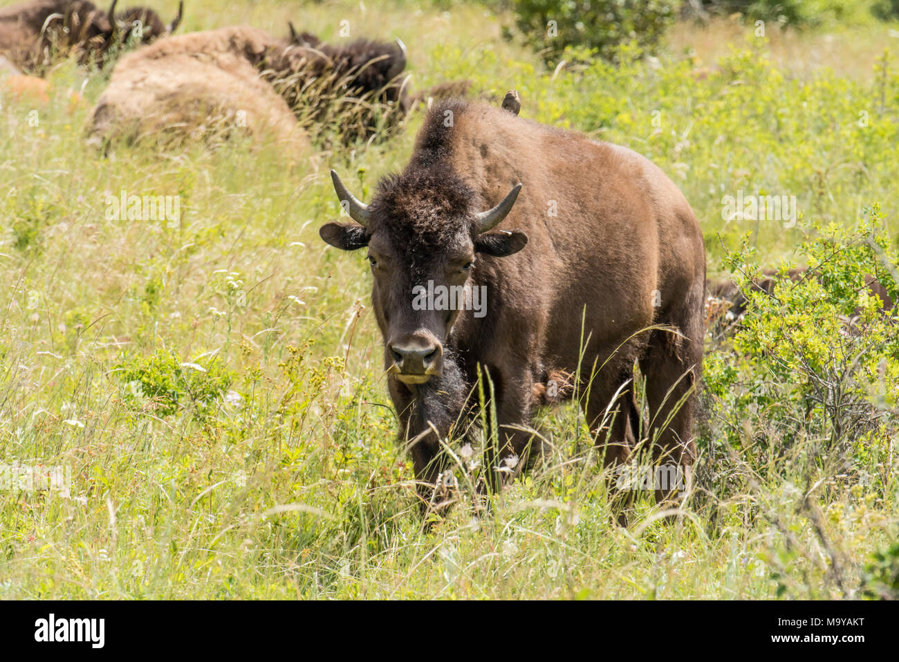 Bisonte americano o el pastoreo de búfalos dentro del rango nacional de bisontes, Montana, EE.UU. Foto de stock