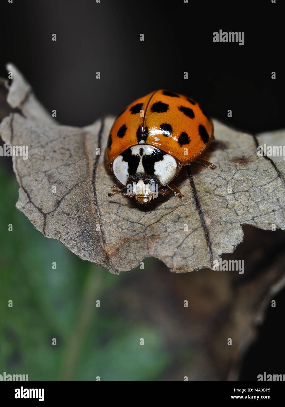 Asia (Harmonia axyridis ladybeetle) en una hoja, Vista cercana Foto de stock