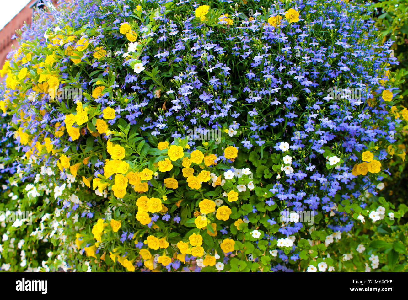 Flor amarilla y azul de hermosas flores violetas, Bush Fotografía de stock  - Alamy
