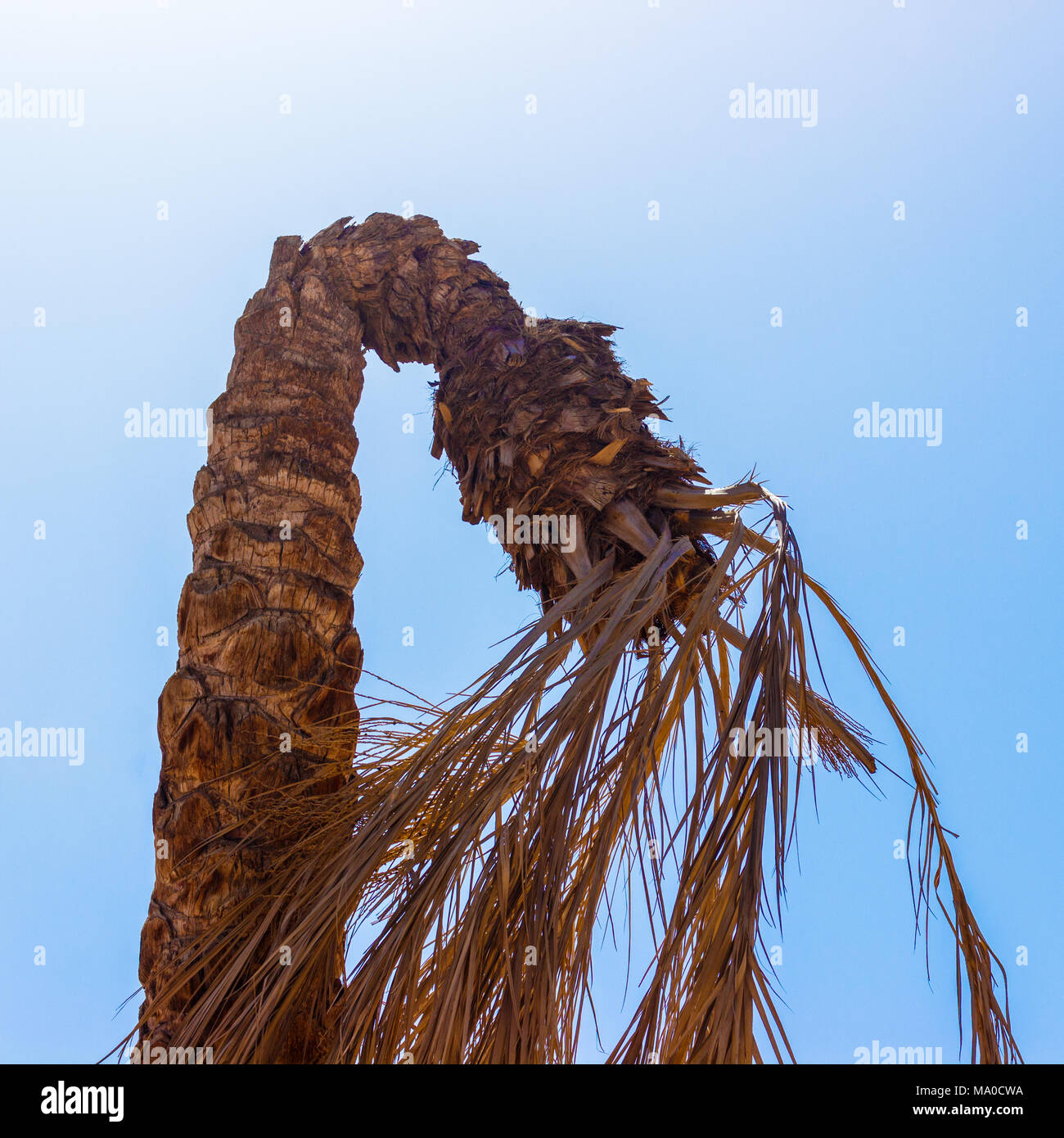 Hojas De Palma Muerta Fotos e Imágenes de stock Alamy