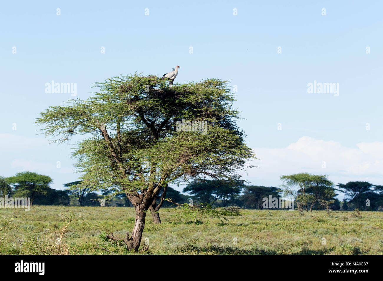 Árbol africano en Savannah Semi-Dry con aves en la parte superior Foto de stock
