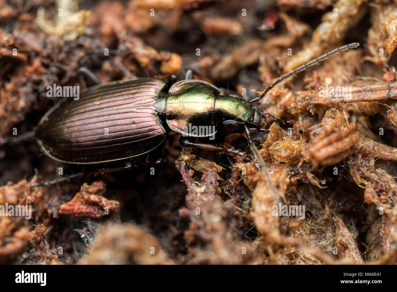 Escarabajo de tierra ( Agonum muelleri) apoyado en el suelo de los bosques. Tipperary, Irlanda Foto de stock