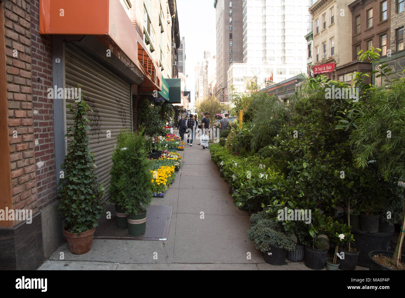 Nueva York Escena callejera con árbol Shop Foto de stock