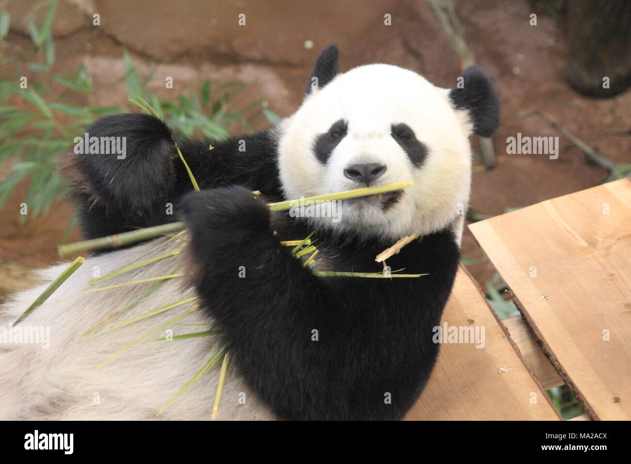 Panda gigante en el zoo Foto de stock