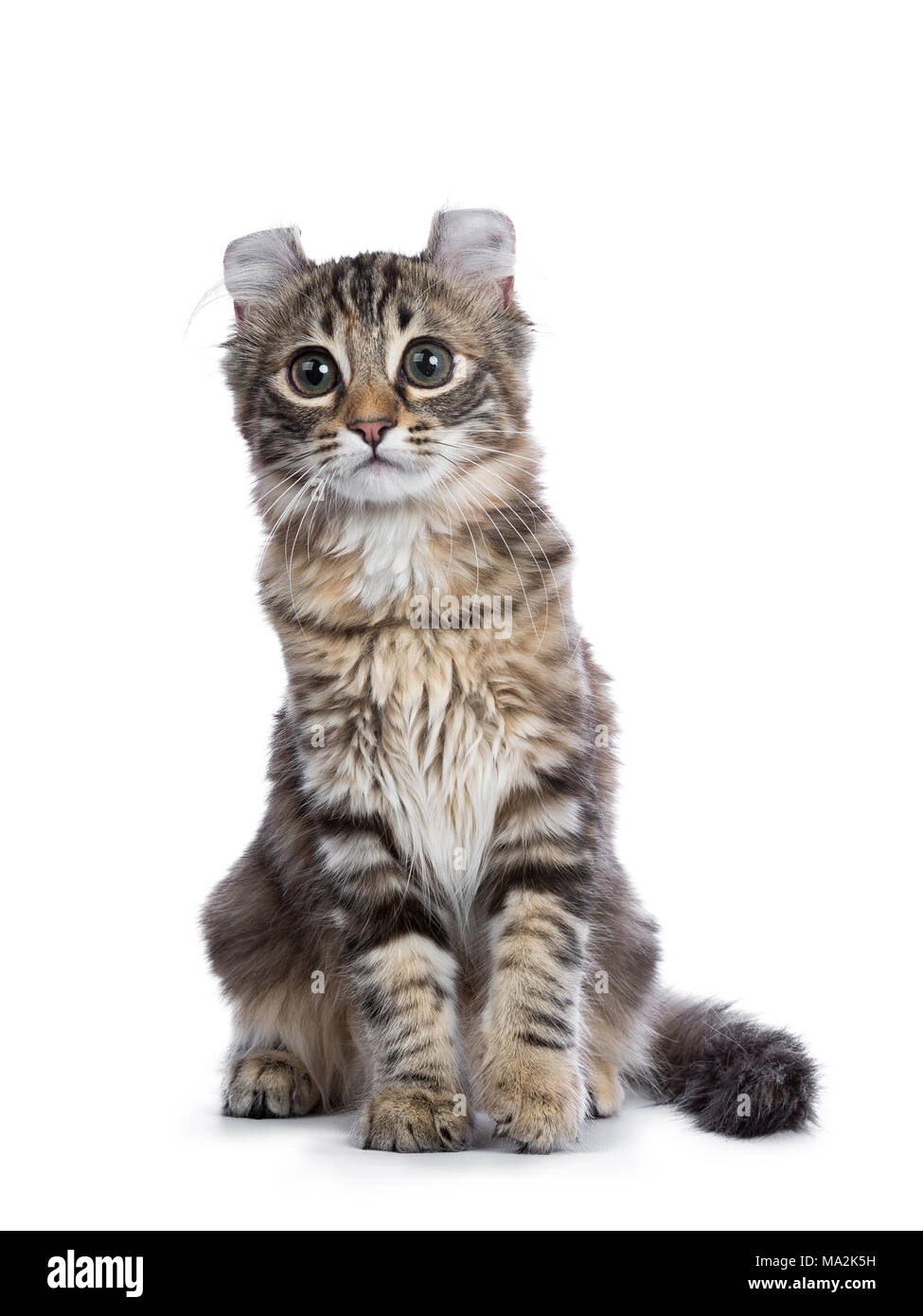 Black tortie tabby American Curl cat / gatito sentado aislado sobre fondo blanco. Foto de stock