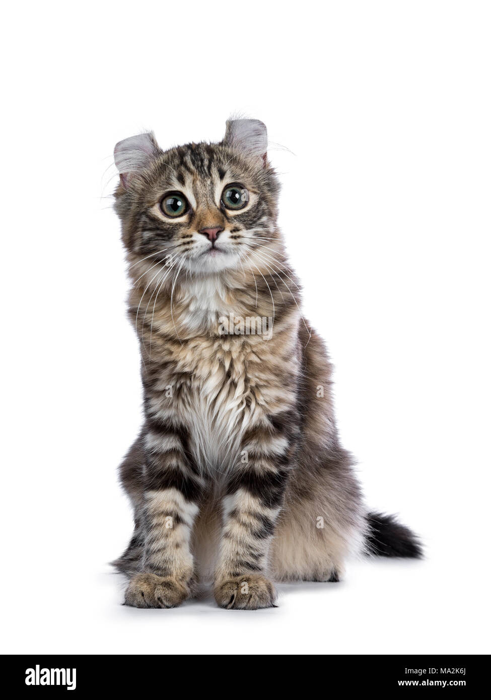 Black tortie tabby American Curl cat / gatito sentado aislado sobre fondo blanco. Foto de stock