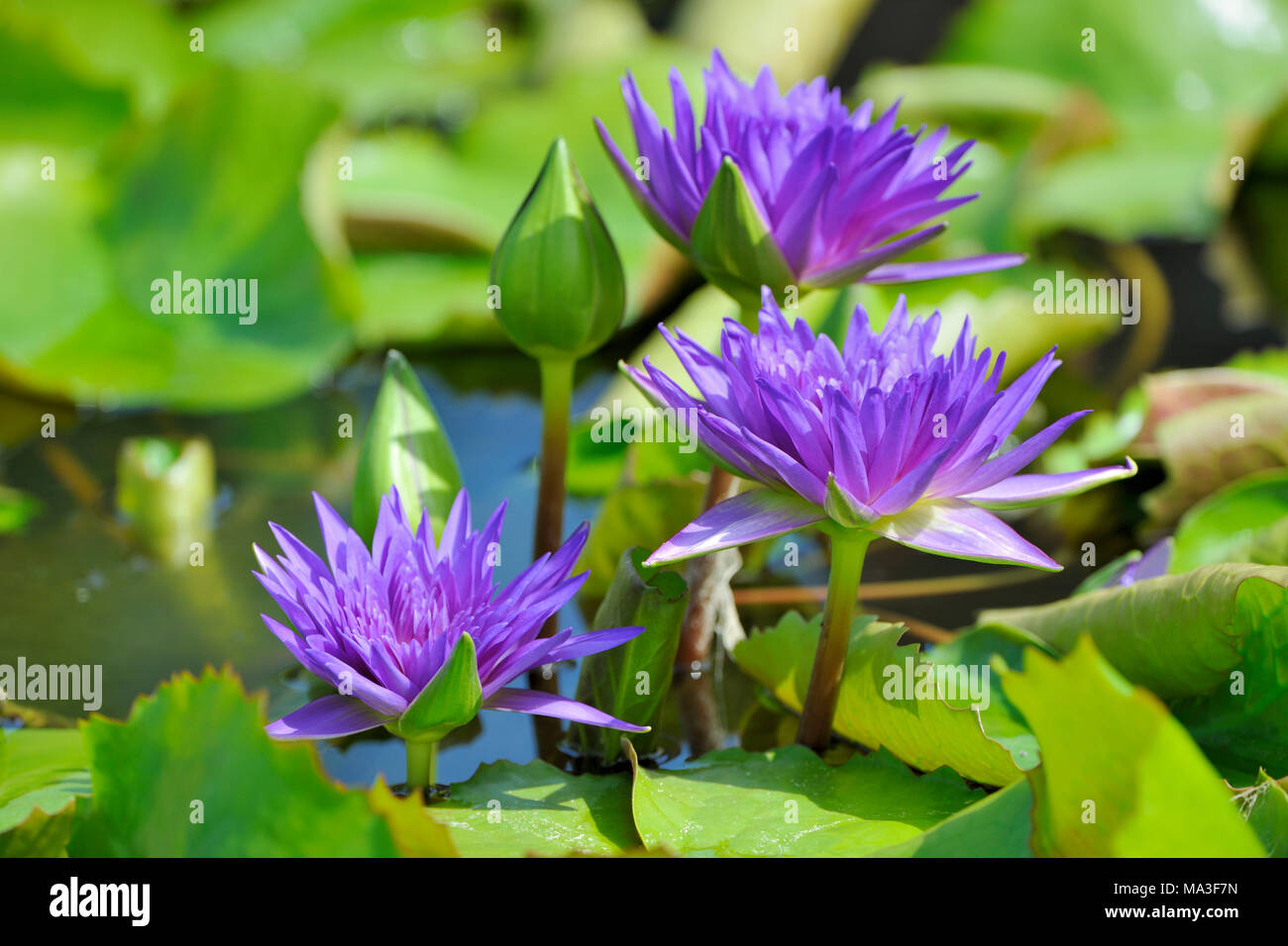 Violeta, flores de loto Nelumbo sp. Foto de stock