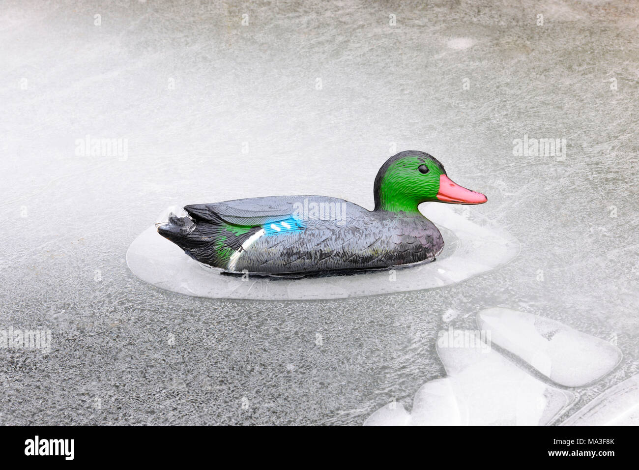 Pato de plástico en el estanque de jardín congelados Foto de stock