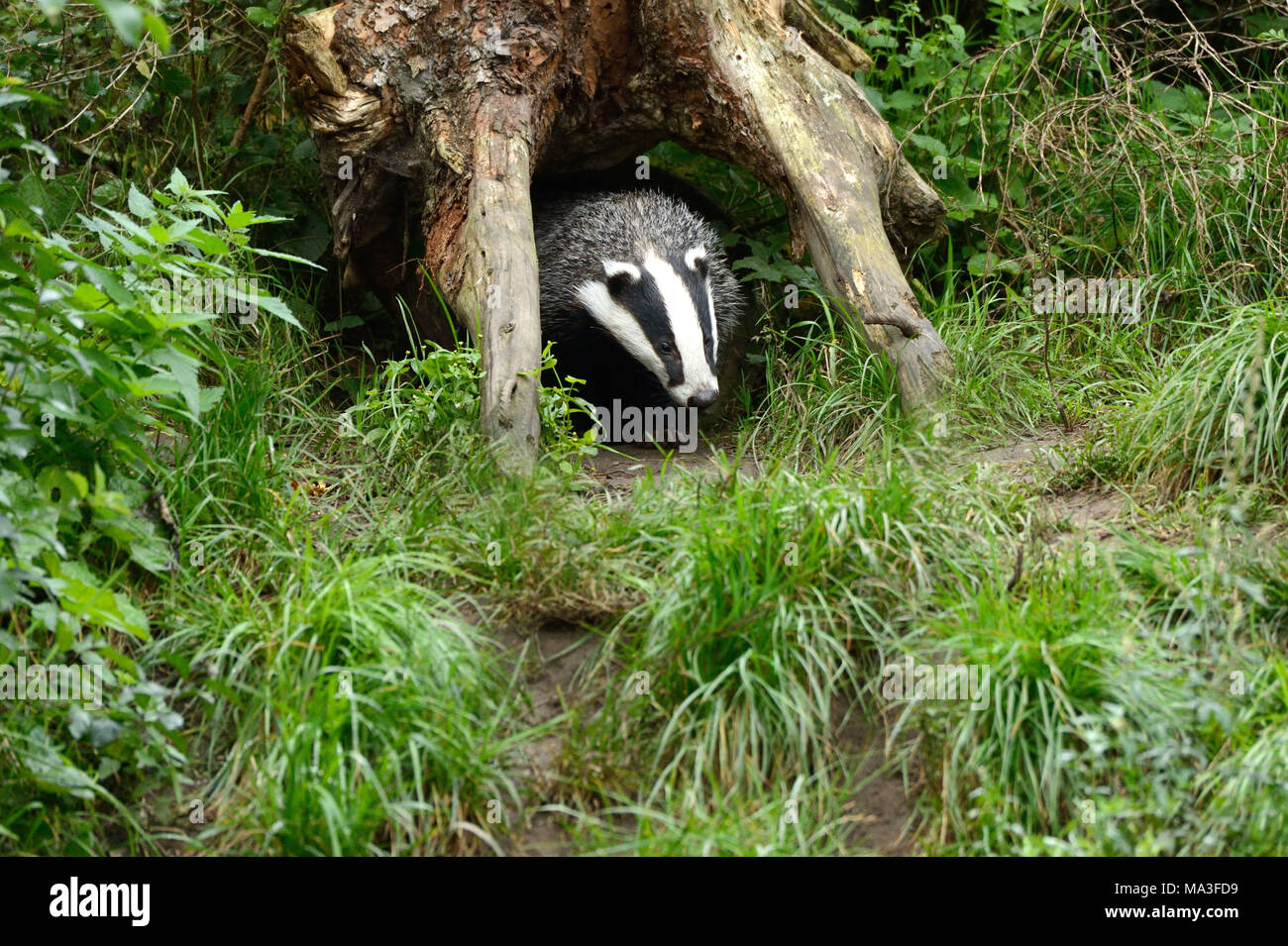 Badger delante de sett, Meles meles Foto de stock