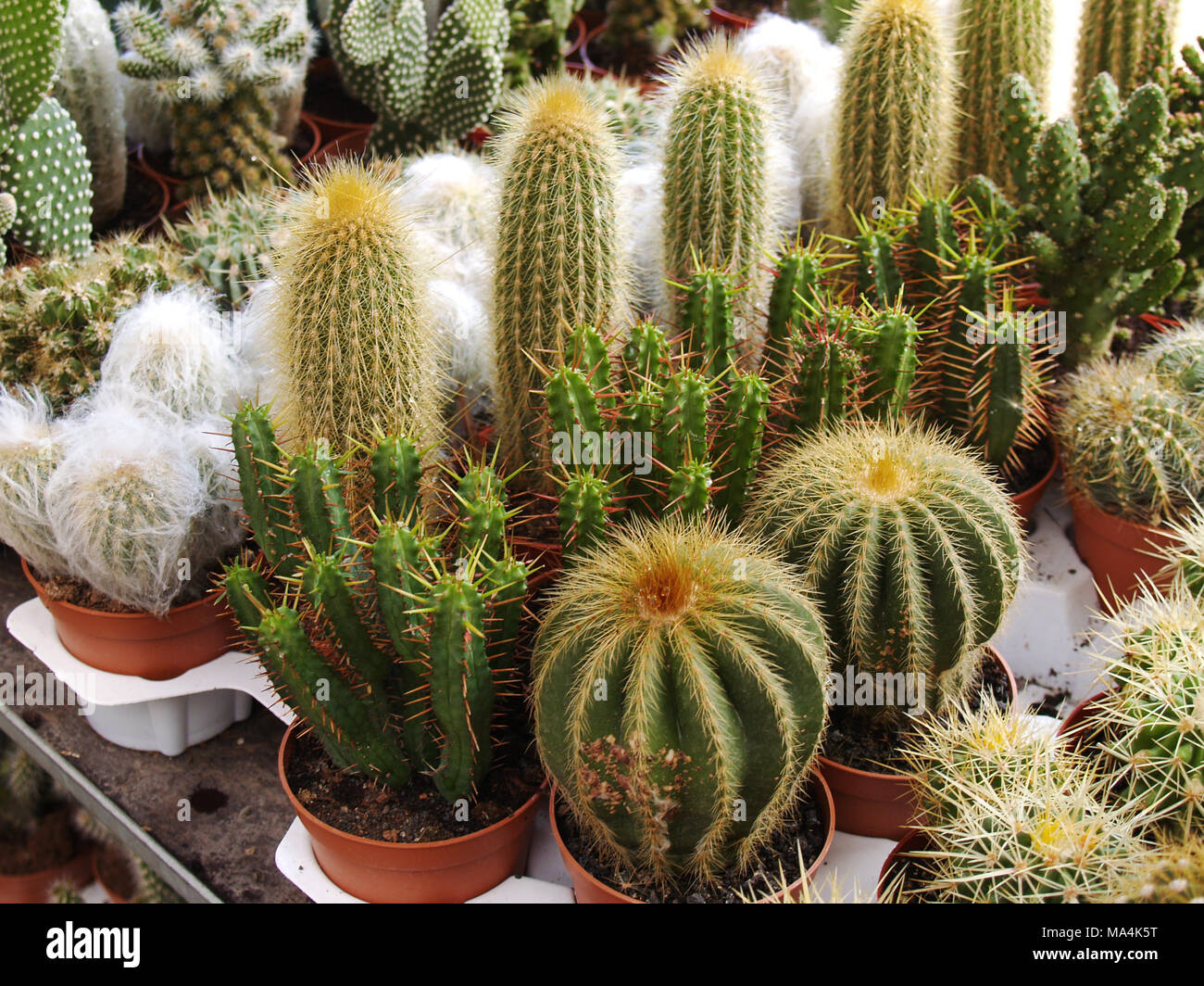 Recopilación de varios cactus en macetas Fotografía de stock - Alamy