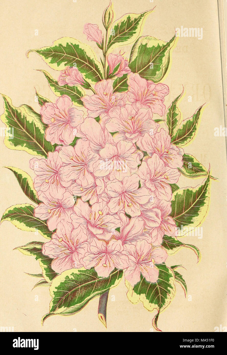 . Ellwanger &Amp; Barry's catálogo descriptivo de robustos árboles y arbustos ornamentales, rosas, etc., etc., etc. Foto de stock