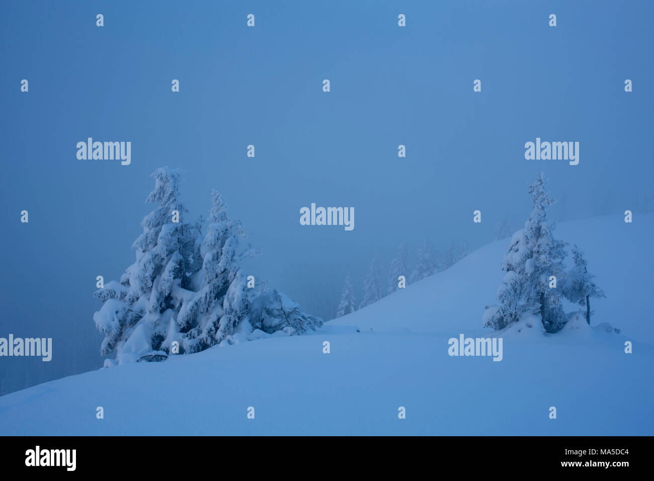 Snowy coníferas en Hirschberg (montaña), Alpes bávaros, Baviera, Alemania. Foto de stock