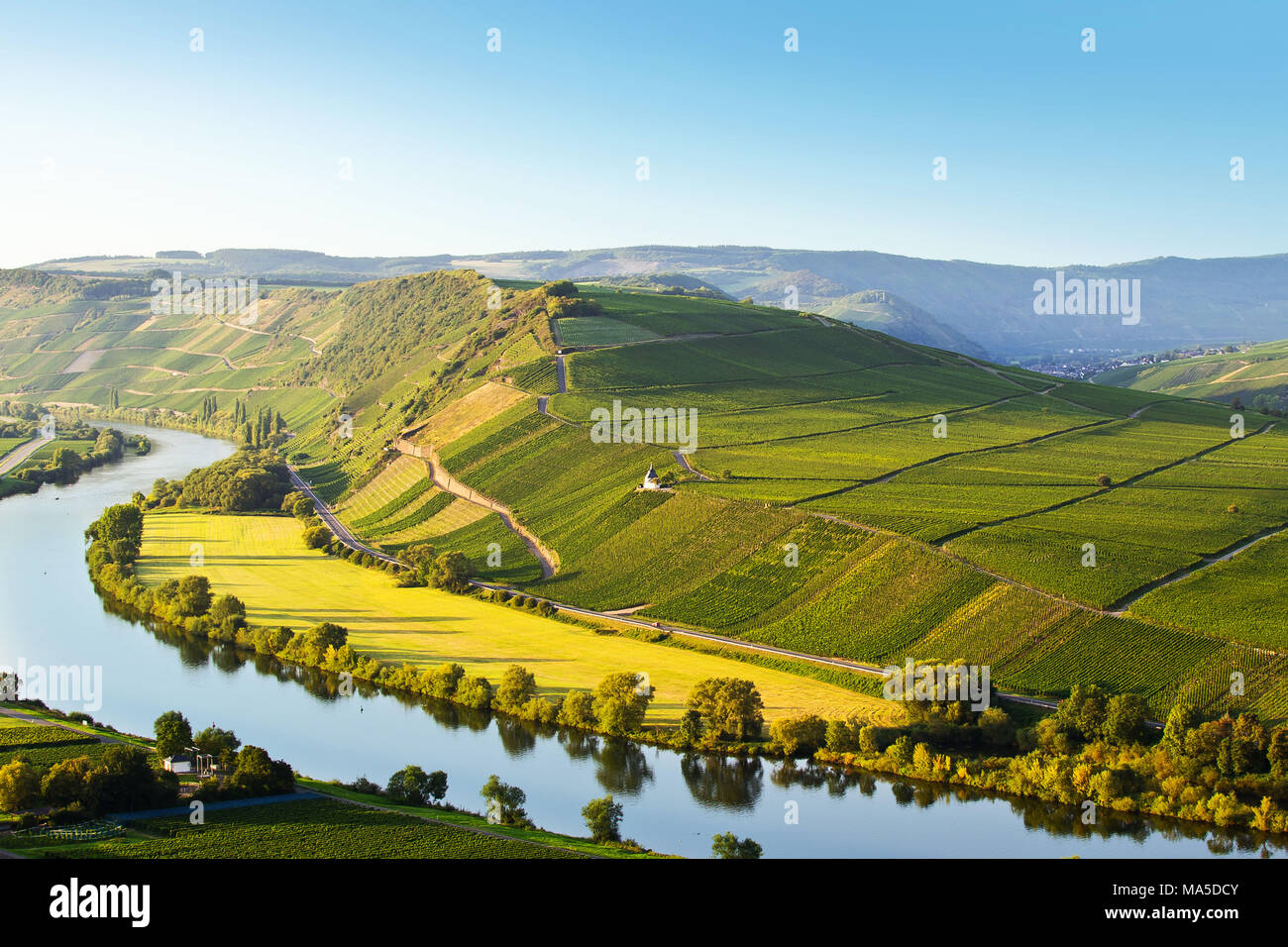 A la vista de los viñedos de Moselle y detrás de él, en el verano, cerca Trittenheim con un cielo despejado. Foto de stock