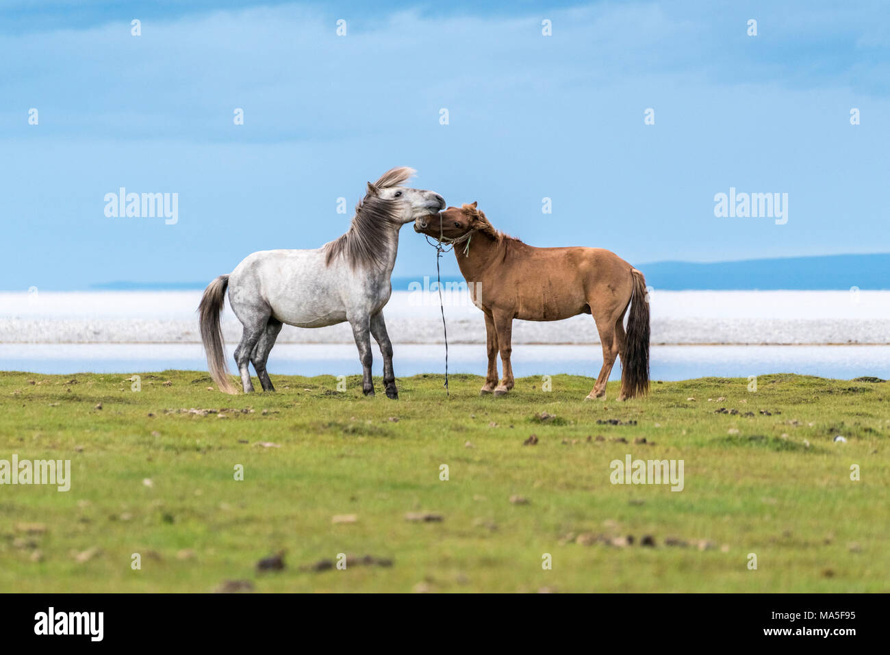 Dos caballos jugando en las orillas del Lago Hovsgol. Provincia Hovsgol, Mongolia. Foto de stock