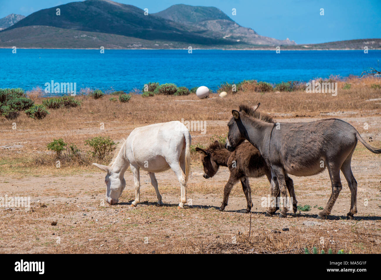 Los burros en el Parque Nacional de la isla de Asinara, provincia de Sassari, Cerdeña, Italia, Europa. Foto de stock