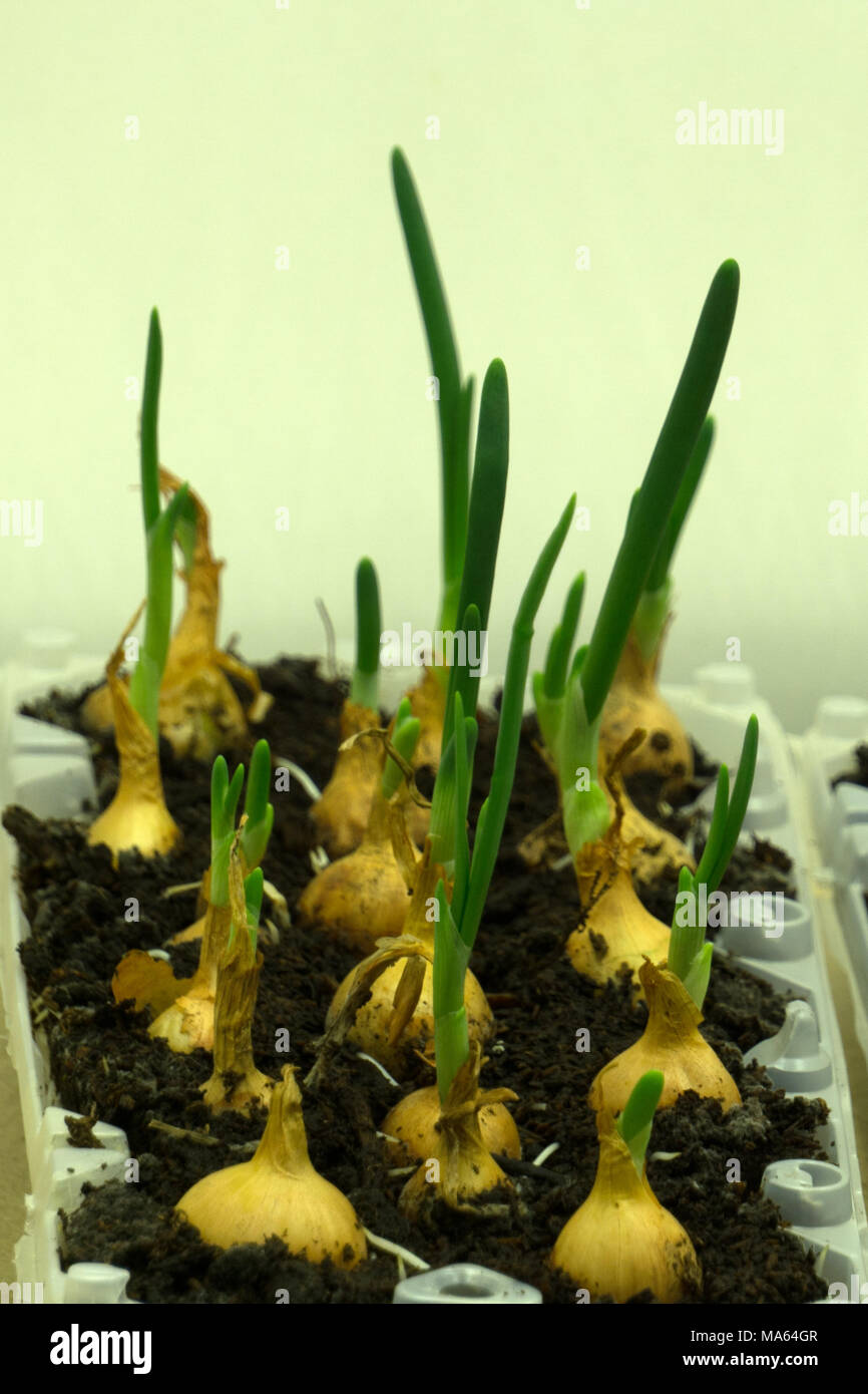 Plántulas o verde Bud de la chalota crecen en suelos con caída de agua dulce como la nueva vida, la agricultura orgánica en concepto de naturaleza. Germinado de cebolla con Shal Foto de stock
