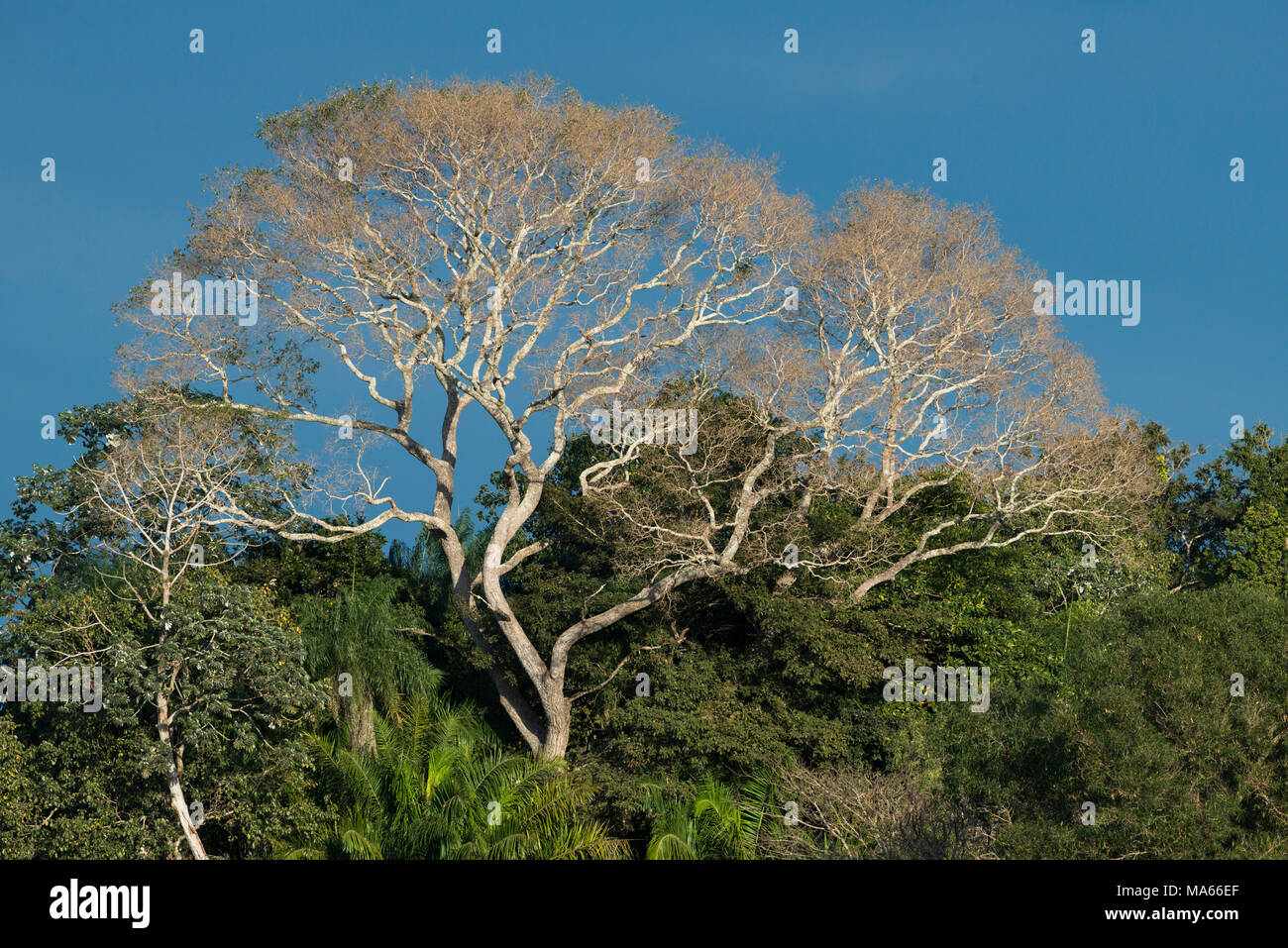 Un árbol de hoja caduca en Pantanal Sur durante la temporada seca Foto de stock