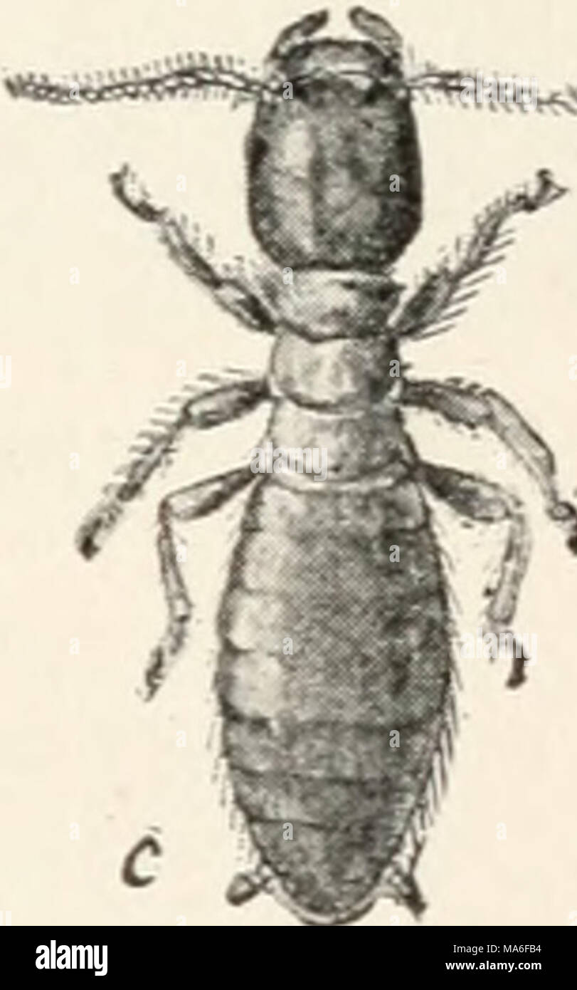 . La Entomología elementales . Las hormigas blancas, libro-piojos, y BIRD-piojos (PLATYPTERA) Características. Los insectos con dos pares de alas membranosas, delicada igual o hind par menor, y con las principales venas pocas y simples, o enteramente wingless ; boca-partes, cuerpo, aplanado mandibulate ; ; protórax, amplia ; meta- morphosis, incompleta. La Platyptera (de platys, "plana" y//MW, "un ala", allud- ing en las alas de las hormigas blancas, que acostarse sobre la espalda cuando está en reposo) incluyen tres grupos, los cuales son considerados a menudo como órdenes separadas y son muy dis- tinct en un Foto de stock