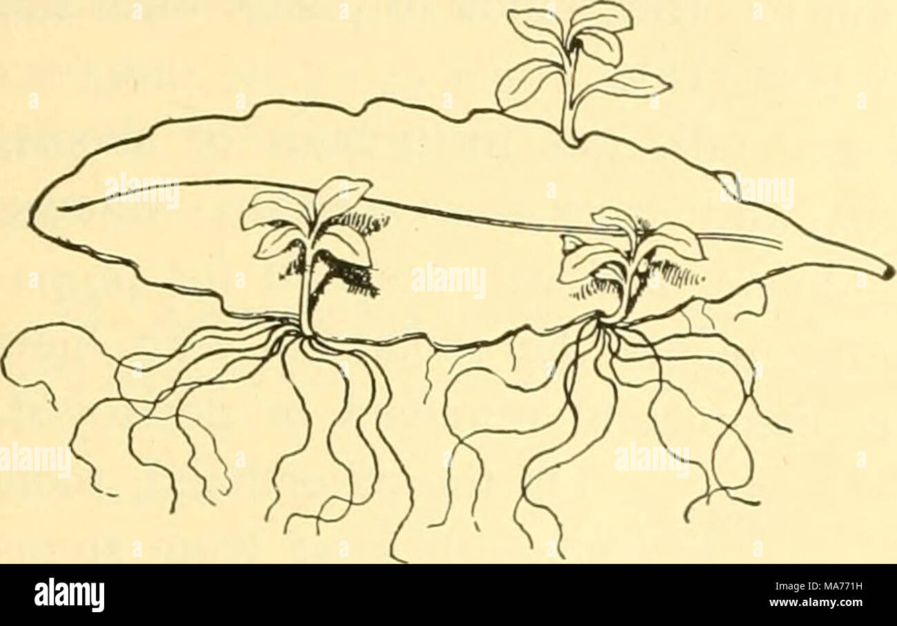 Biología elemental; una introducción a la ciencia de la vida . Fig. 13. Las  raíces adventicias una hoja de brj'ophyllum extraída del tallo se expuestas  las raíces adventicias y tallos de