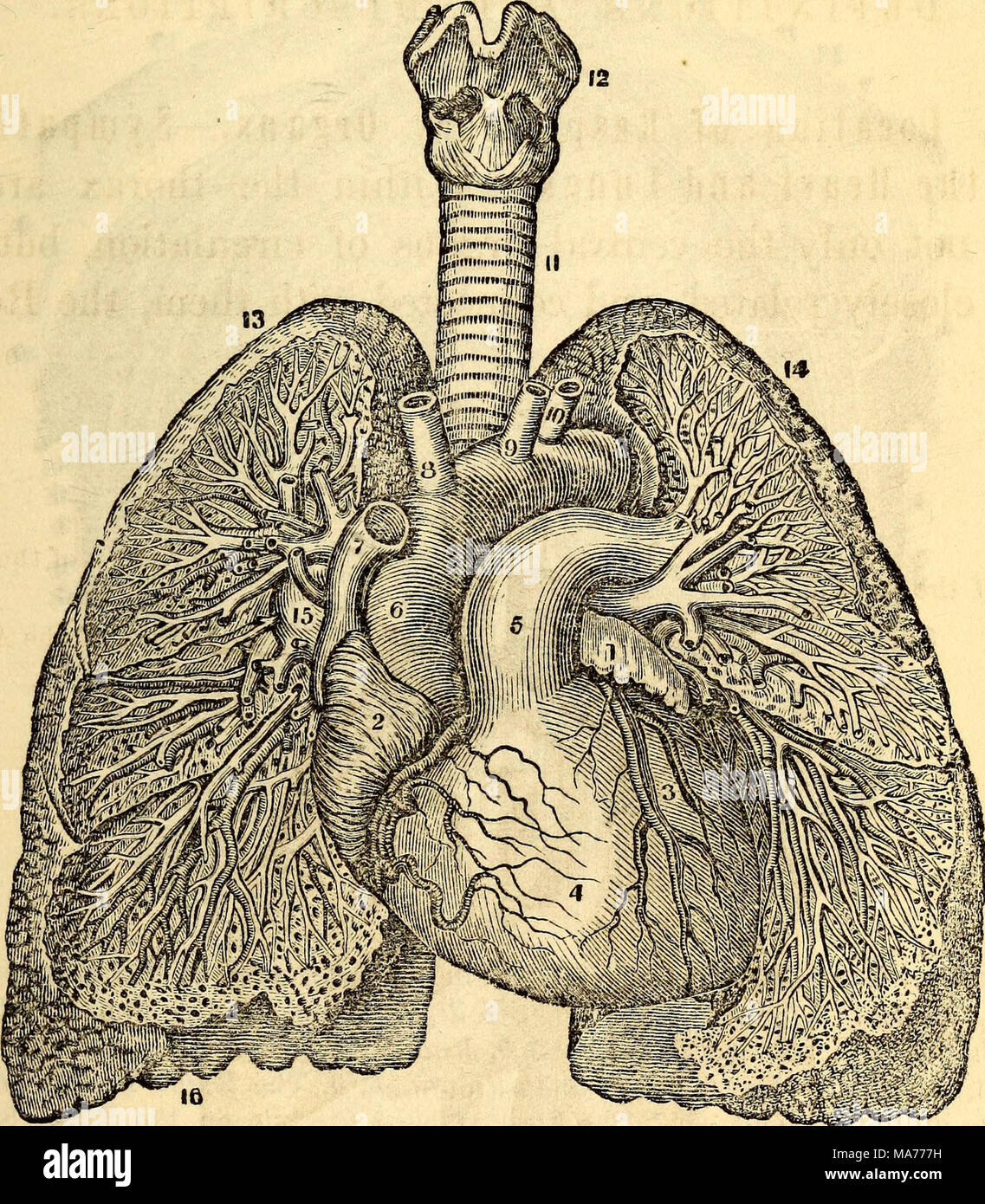 Anatomía y fisiología elemental : para colegios, academias y otras escuelas  . Una vista de los bronquios y