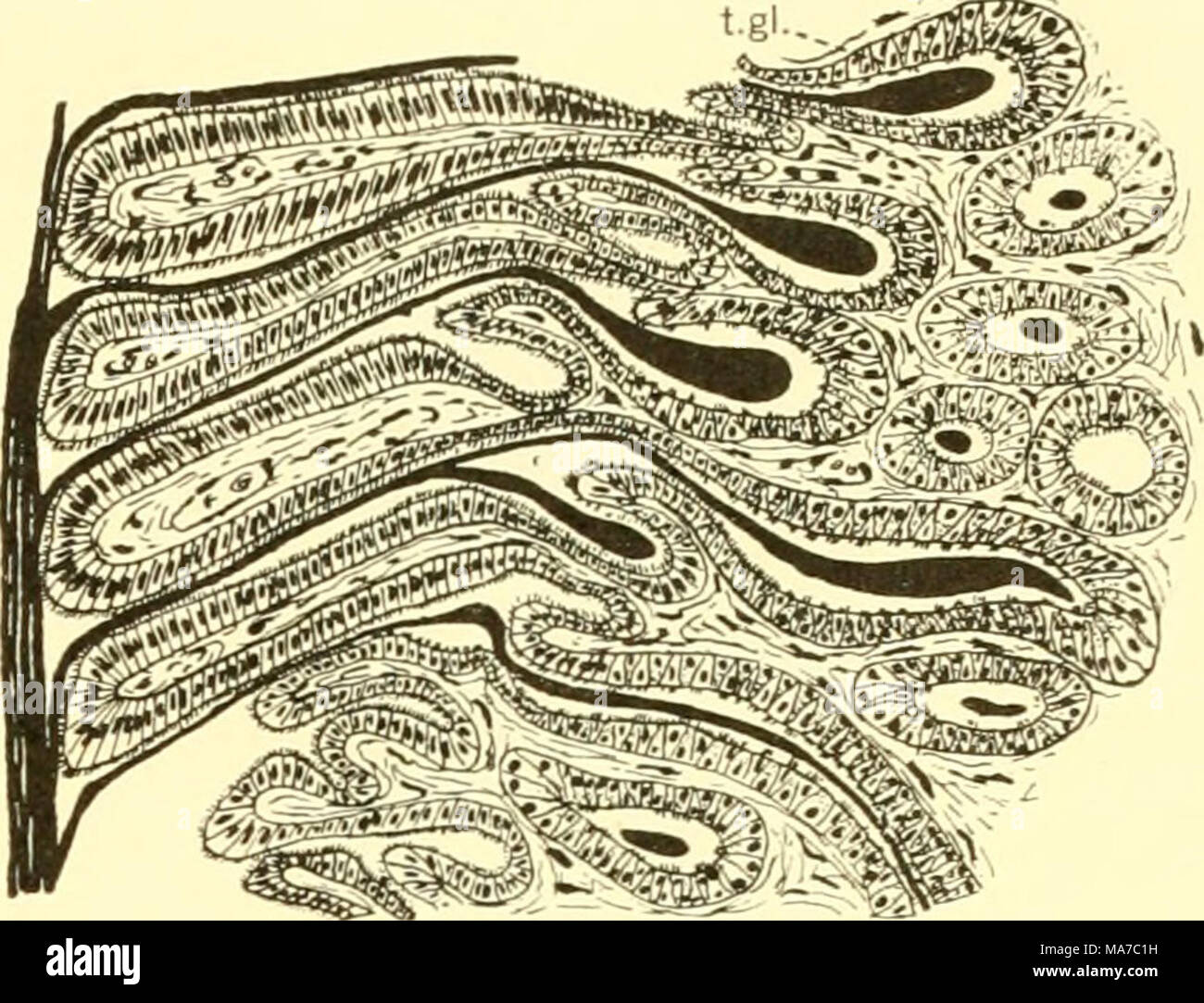 . Los elasmobranquios . Fig. 262. Sección a través de la glándula, shell Scyl- Hum. (De Borcea.) t.gh, células secretoras. Los ovarios de la hembra adulta de usu- aliado surgen como estructuras pareadas, y están obligados a la pared anterodorsal de la cavidad del cuerpo por un mesenterio, el mesovarium (Squalus, fig. 253a). No es infrecuente, sin embargo, el ovario izquierdo se atrofia en el adulto (Scyllium, Prisfiophorus, Carcharias, Galeus, Mustelus y zygaena). Ellos ocupan la parte anterior de una masa de tejido, que como el órgano epigonal, pueden extenderse a lo largo de la pared dorsal de la cavidad del cuerpo pos- teriorly donde se une el rec Foto de stock