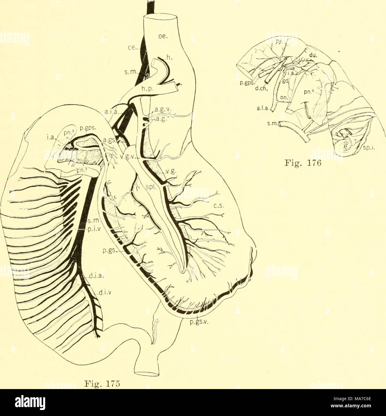 Arteria gastroduodenal fotografías e imágenes de alta resolución - Alamy