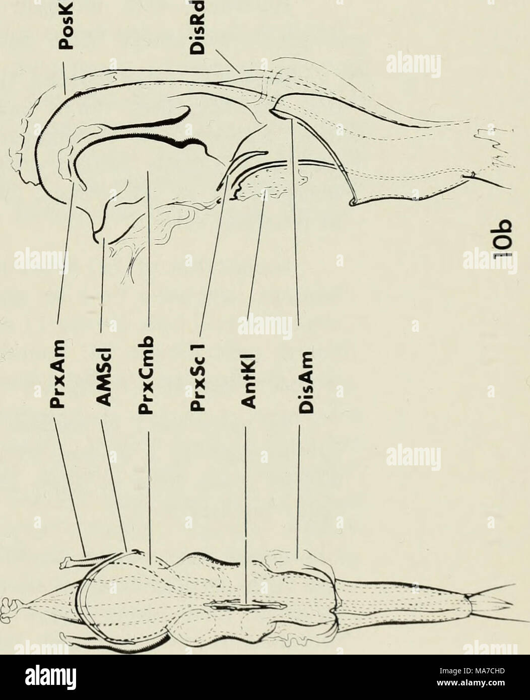 . El complejo eyaculatoria en agua ácaros (Acari:parasitengona) : morfología y el valor potencial de la sistemática . o o Fig. 8 Albia sp. (Nr. A. caerulea): una, vista anterior; h, vista lateral. Fig. 9 Arreniinis crenellatus: una, vista anterior; b, vista lateral. Fig. 10 Arrenurus intermedins: una, vista anterior; b, vista lateral. Fig. 11 Arrenurus lyriger: una, vista anterior; b, vista lateral. 25 Foto de stock