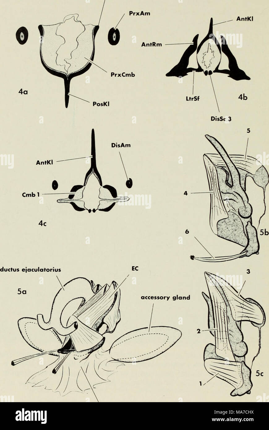 . El complejo eyaculatoria en agua ácaros (Acari:parasitengona) : morfología y el valor potencial de la sistemática . phallocrypt Fig. 4 secciones transversales del diagramáticas Hydrodroma CE esqueleto: una, en la región proximal de la cámara; b, en la región distal del brazo sclerites; c, en la región de las cámaras laterales. Fig. 5 de la Musculatura Hydrodroma CE: una, vista general de elementos de terminal del tracto genital masculino; h, diagrama de los grupos musculares profundos (4-6); c. dia- grama de los grupos musculares superficiales (1-3). 16 Foto de stock