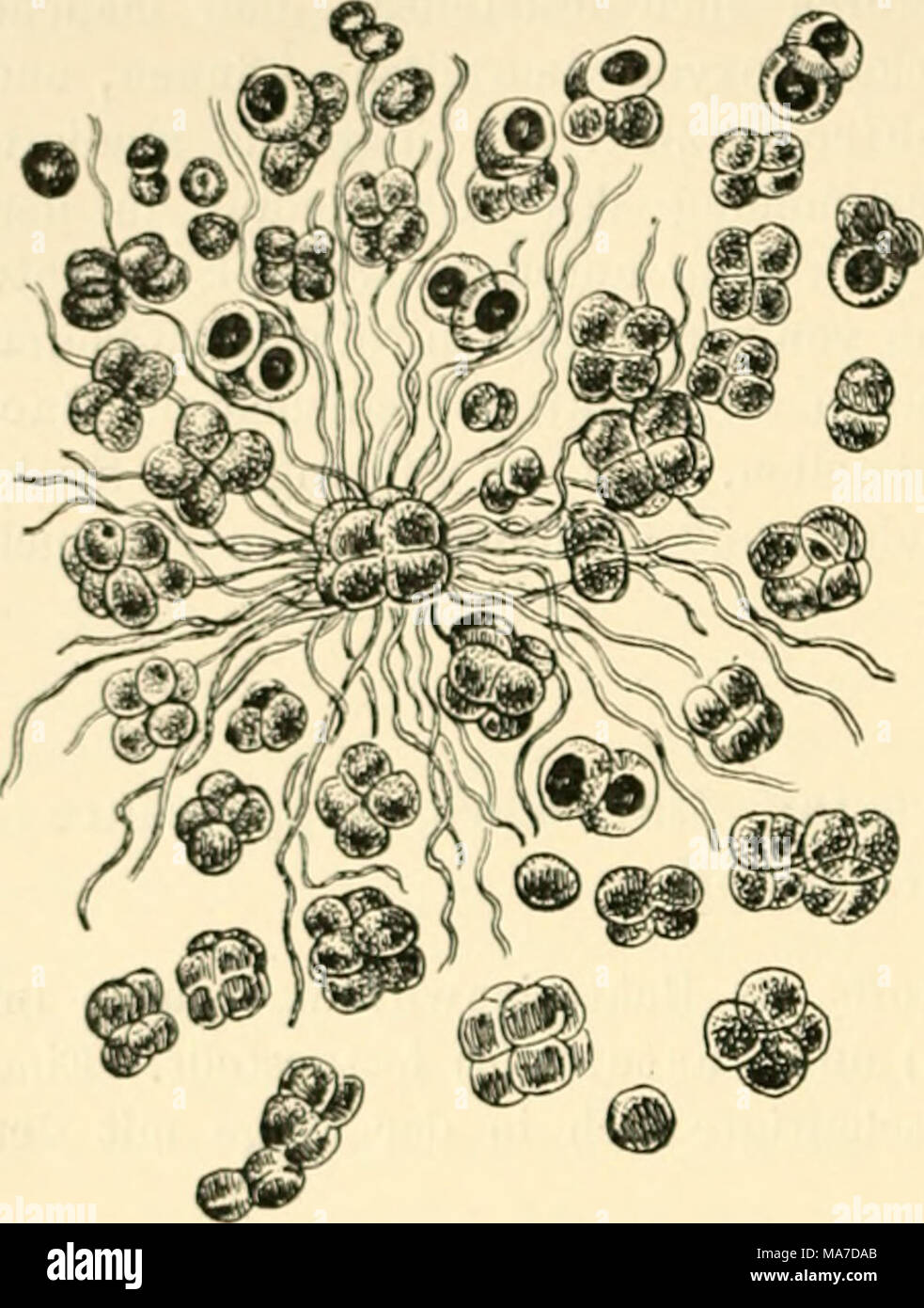 . En die Einfhrung Agrikulturmykolgie . Fig. 24. Planosarcina ureae Beijerinck. VergT. "2->*"- Nach M. W. Beijerinck yg. Foto de stock