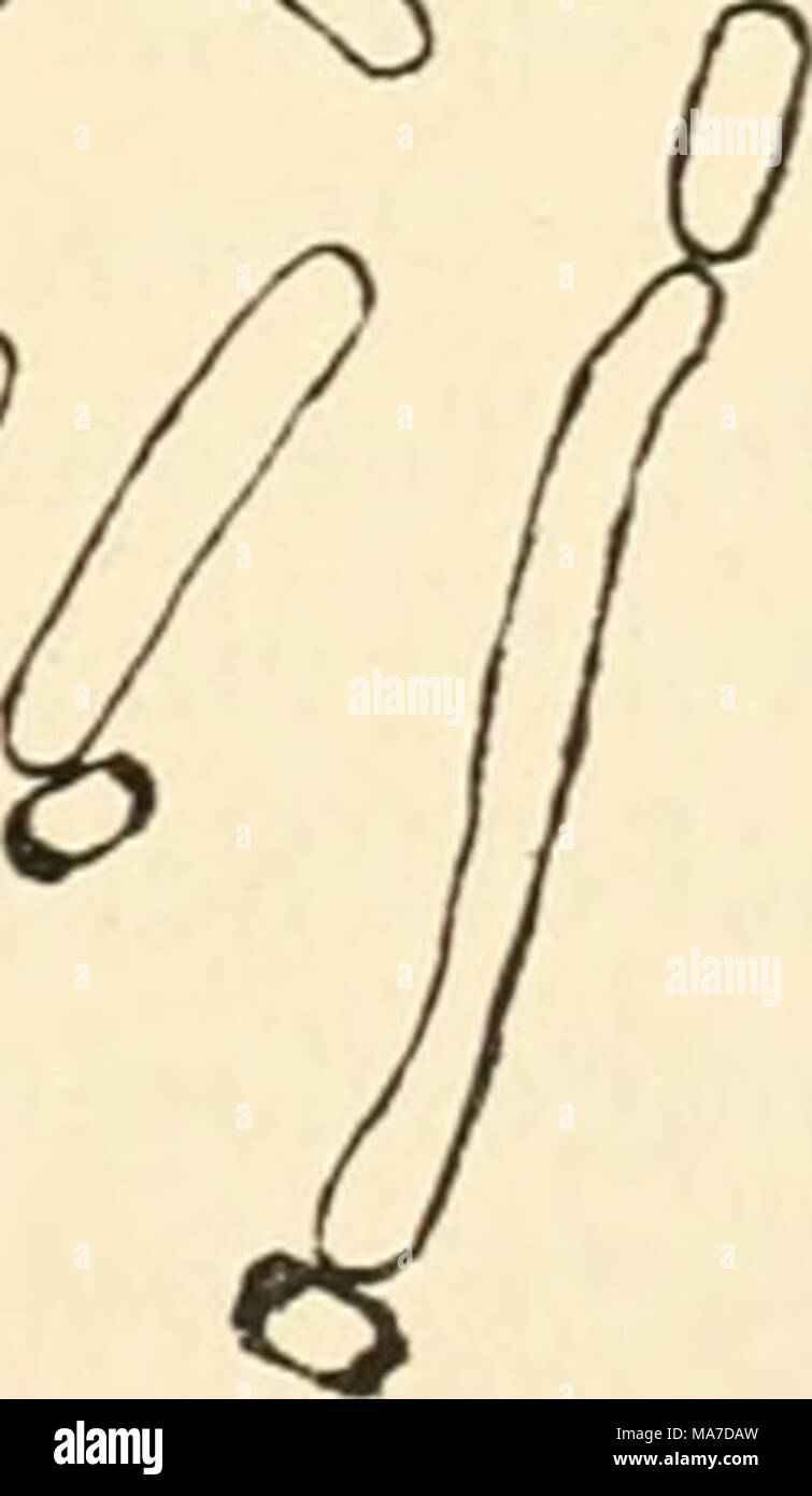 . En die Einfhrung Agrikulturmykolgie . Fig. 7. Bacillus subtilis. Sporenkeimung. Vergr. 1020. Nach Prazmowski. Foto de stock