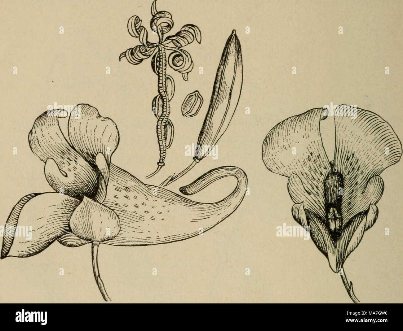 La botánica elemental . Fig. 472. Touch-me-no (Impatiens fulva) ; vista  lateral y frontal de la flor por debajo ; encima sin abrir el pod y  apertura para esparcir las semillas.