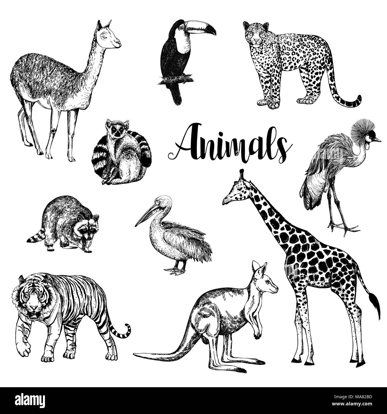 Gran conjunto de estilo boceto dibujados a mano, el leopardo, el tigre, llama, lemur, mapache, canguro, jirafa, Pelican, tucán y coronado grúa aislado en blanco backg Ilustración del Vector