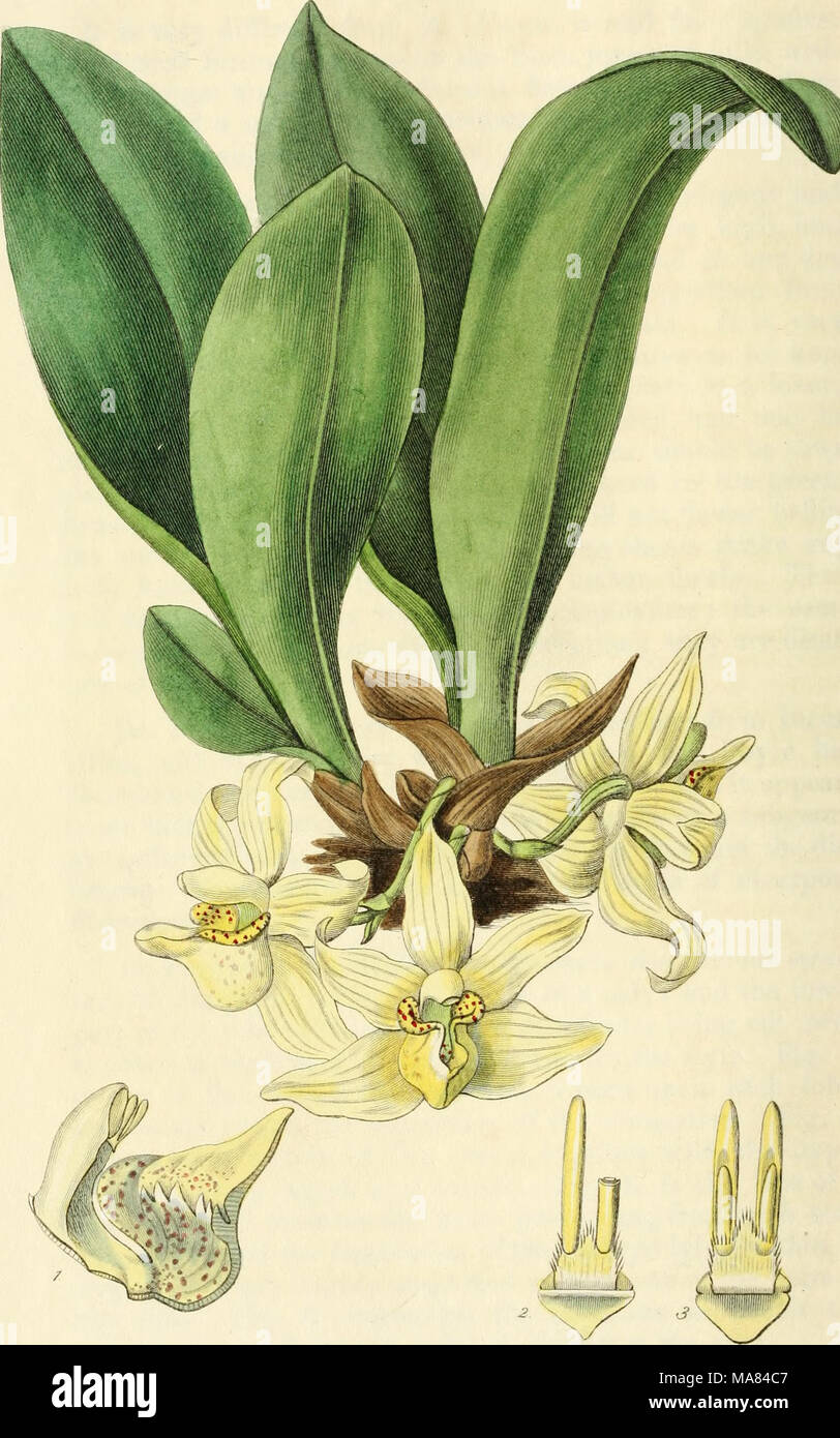 . Edwards registrar o botánico, jardín de flores ornamentales y arbustos .. . &Amp;6iy f.76$ ticaMy ZUfusay JP. 7.7S3J. S.Wda./e&gt;. Foto de stock